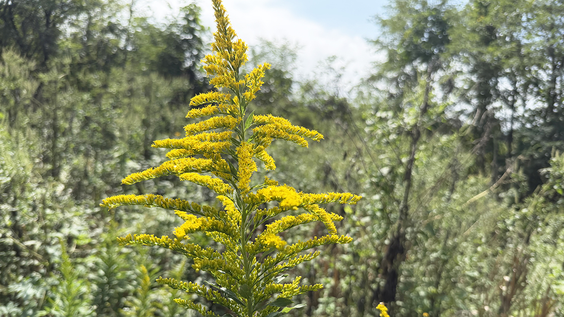 セイタカアワダチソウ