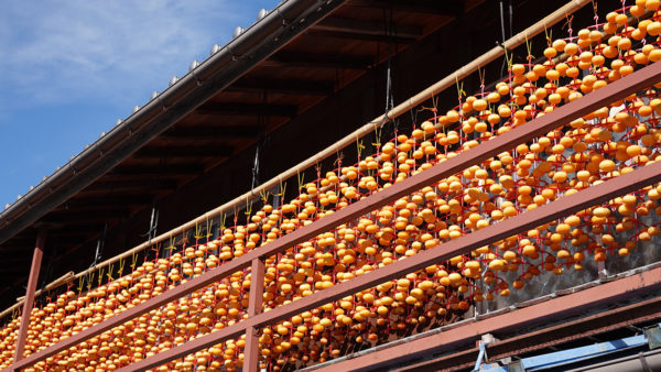 干し柿のカーテン