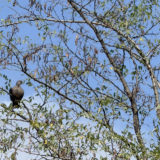 なんだ、キジバトか