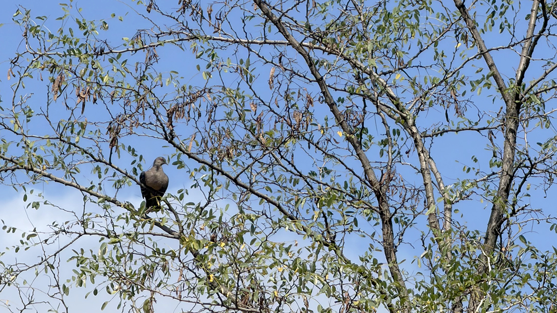 枝の上でひと休みするキジバト。秋の空の下、穏やかな時間が流れていた。
