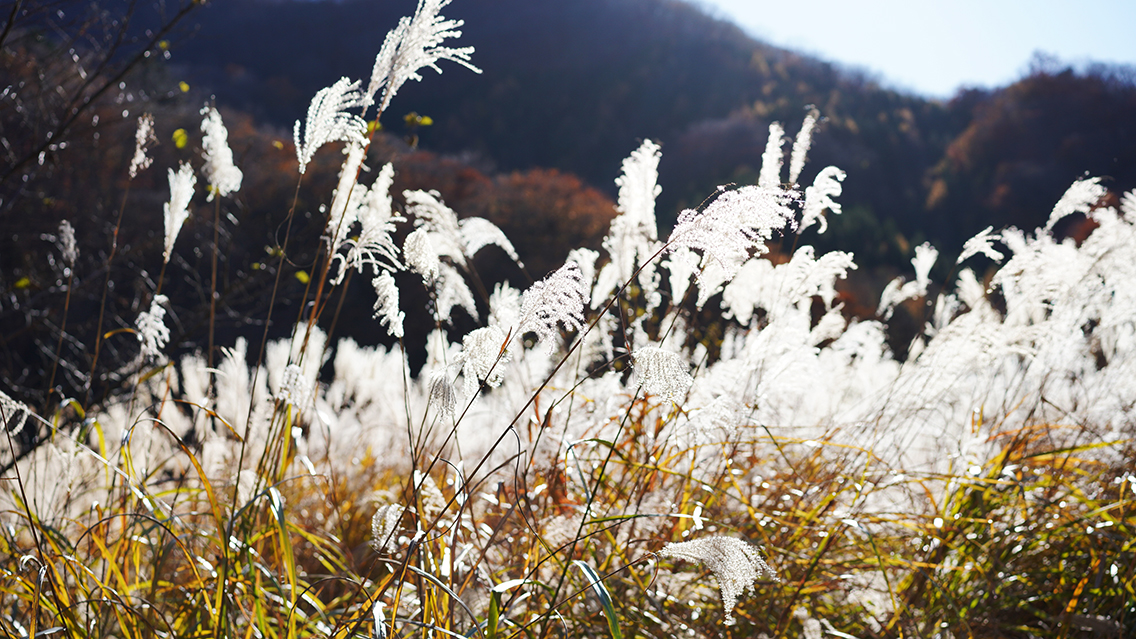 秋の夕暮れ時のススキ光が反射して眩しい