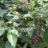 ヨウシュウヤマゴボウ