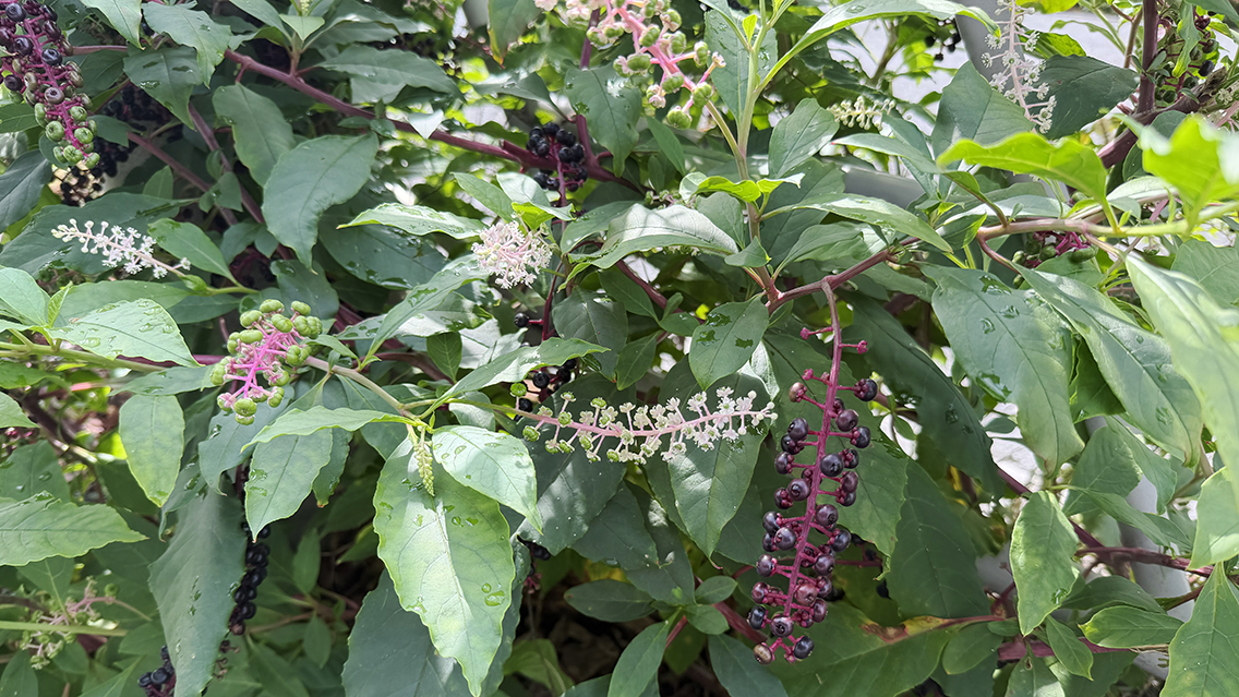 ヨウシュウヤマゴボウ