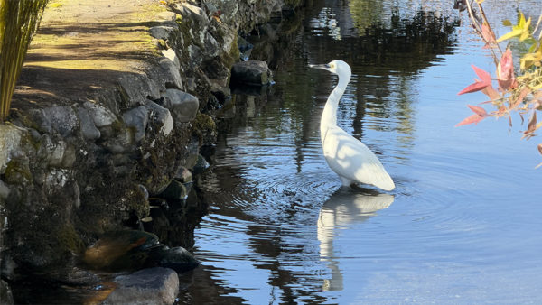 コサギの『コ』