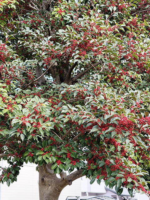 クロガネモチが見事