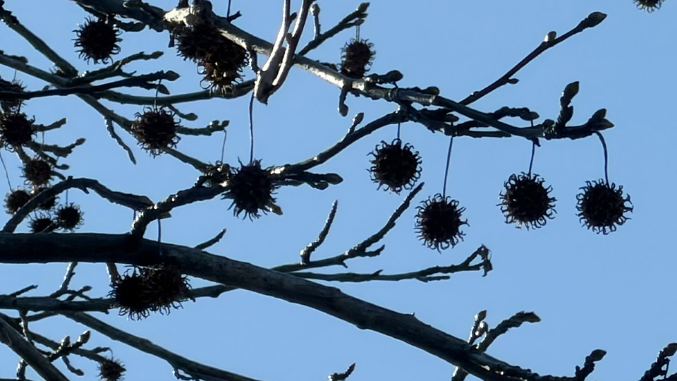 モミジバフウの実がまっくろくろすけに見える