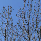 まっくろくろすけ踊ってる