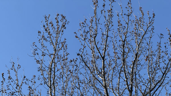 まっくろくろすけ踊ってる