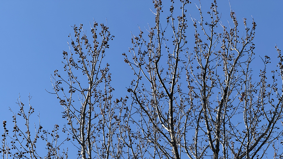 モミジバフウの実