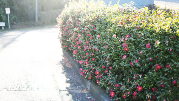 つらつらツバキ