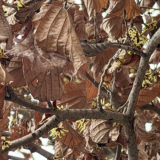 枯葉の中から黄色い花を咲かせていたマンサクの木