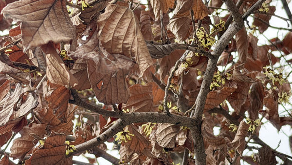 枯葉に隠れたマンサクの花