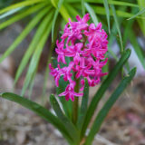 ヒヤシンスの花