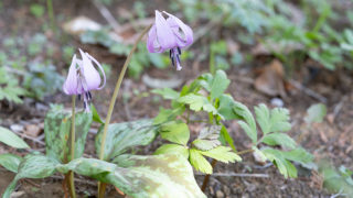 カタクリ