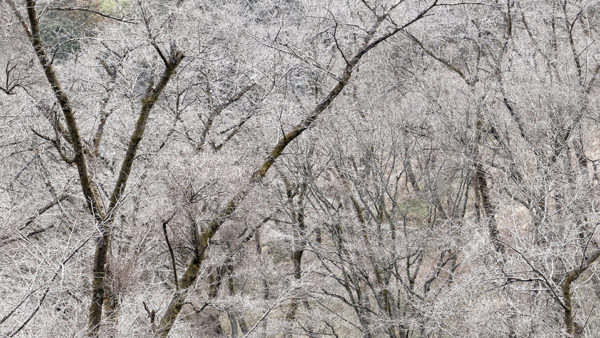 銀色に光る桜の木々