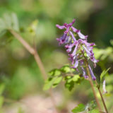 ムラサキケマン