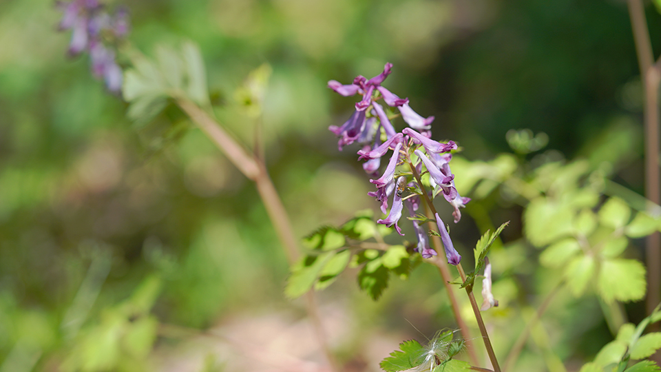 ムラサキケマン