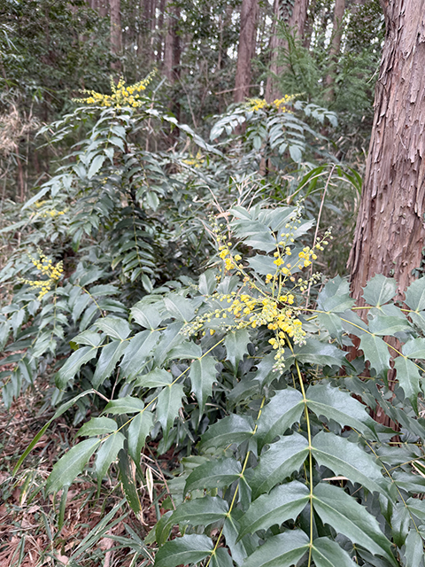 ヒイラギナンテン