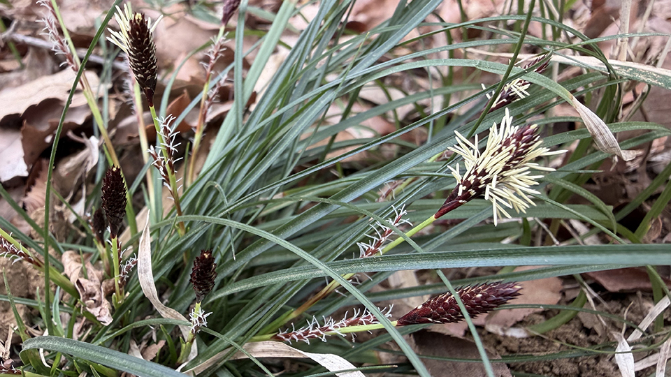 ヒメカンスゲの花