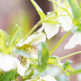 見栄っ張りの”見た目は春”