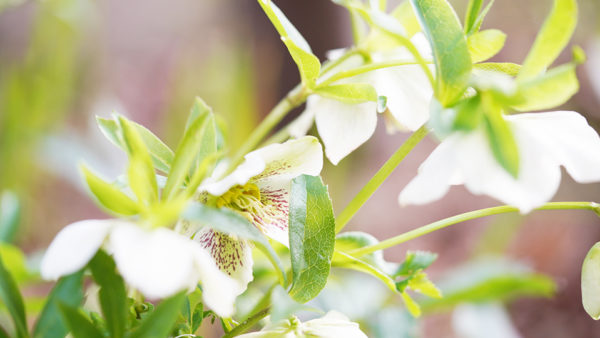 見栄っ張りの”見た目は春”