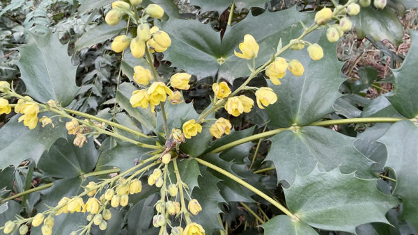 ヒイラギナンテン