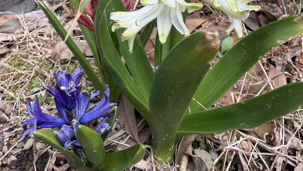 不揃いのヒヤシンス