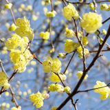 ヒュウガミズキ