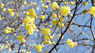 ヒュウガミズキ