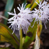 ショウジョウバカマ