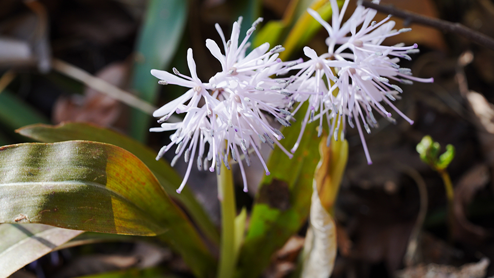 ショウジョウバカマ