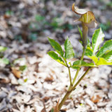 ミミガタテンナンショウ