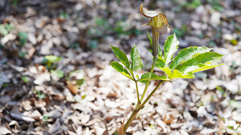 ミミガタテンナンショウ