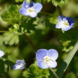 オオイヌノフグリ