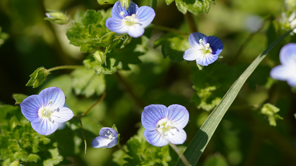 オオイヌノフグリ