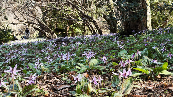 城山カタクリの里　春を告げる山