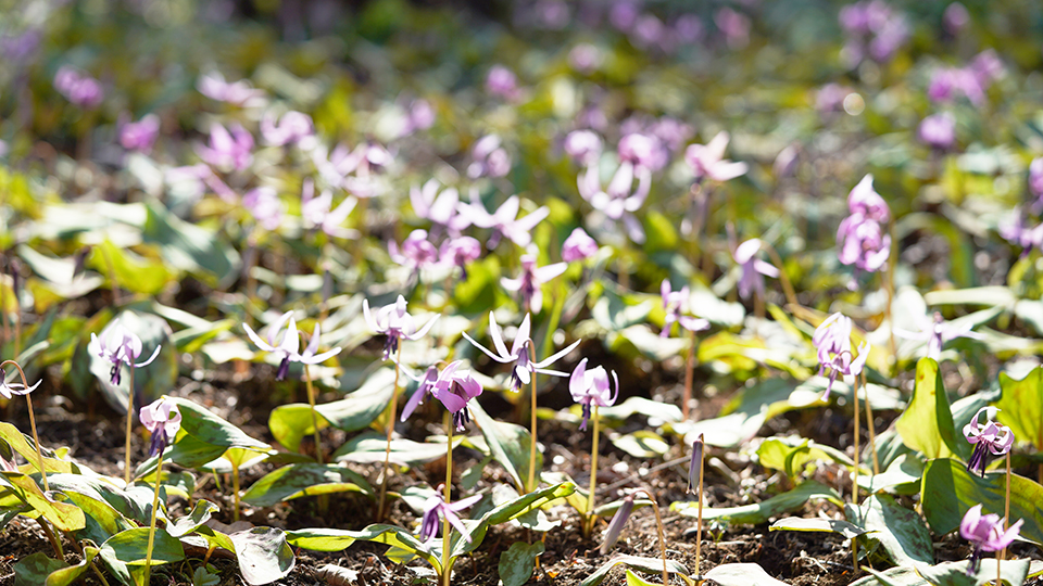 城山カタクリの里のカタクリ