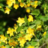 太陽に映える山吹の花