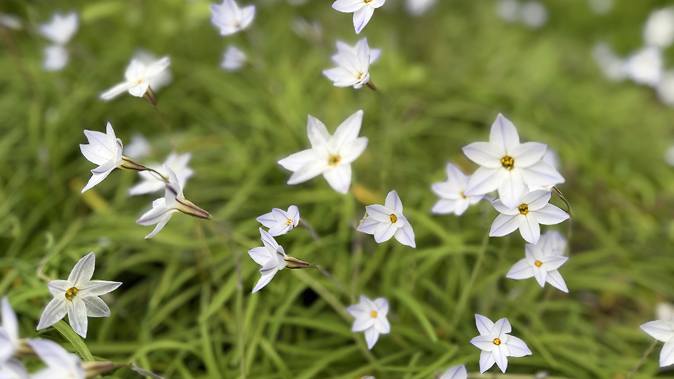 雨に濡れて透ける花弁が美しいハナニラ
