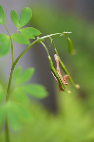 ムラサキケマンの花のあと