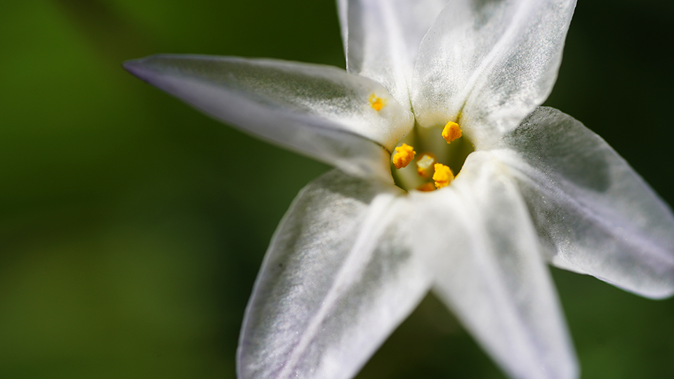 雨に濡れて透き通るようなハナニラ