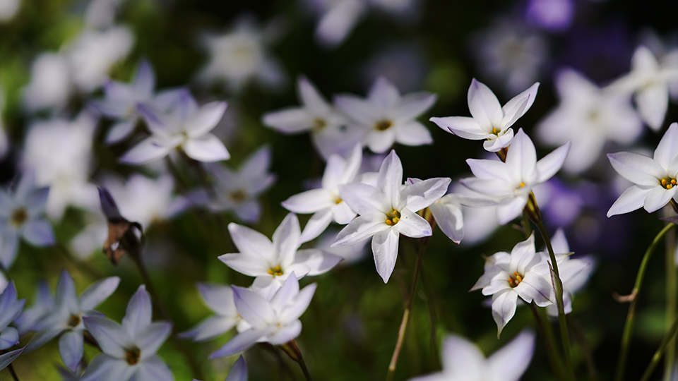 庭で咲くハナニラの花